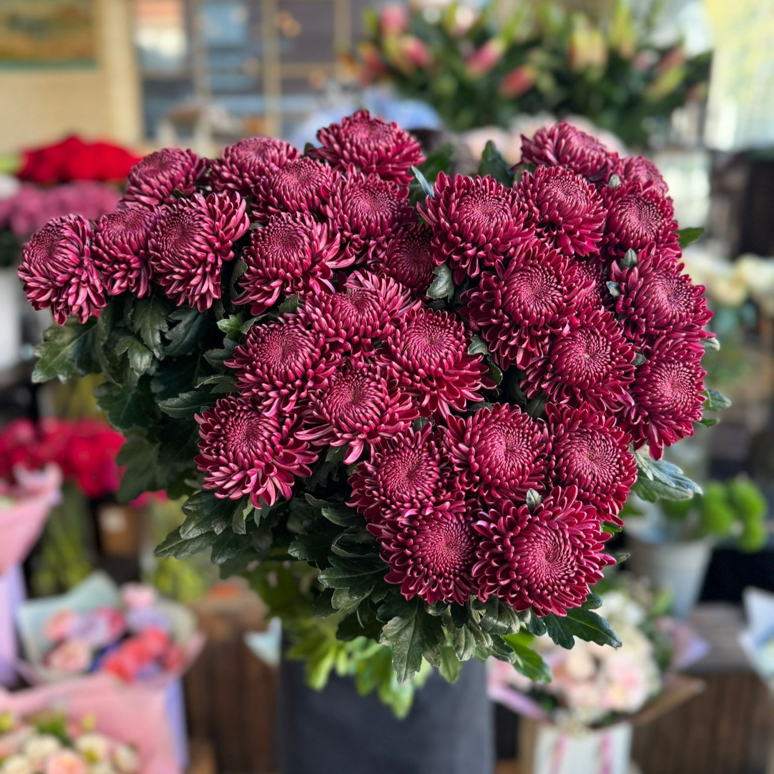 Pink Bigoudi Chrysanthemum