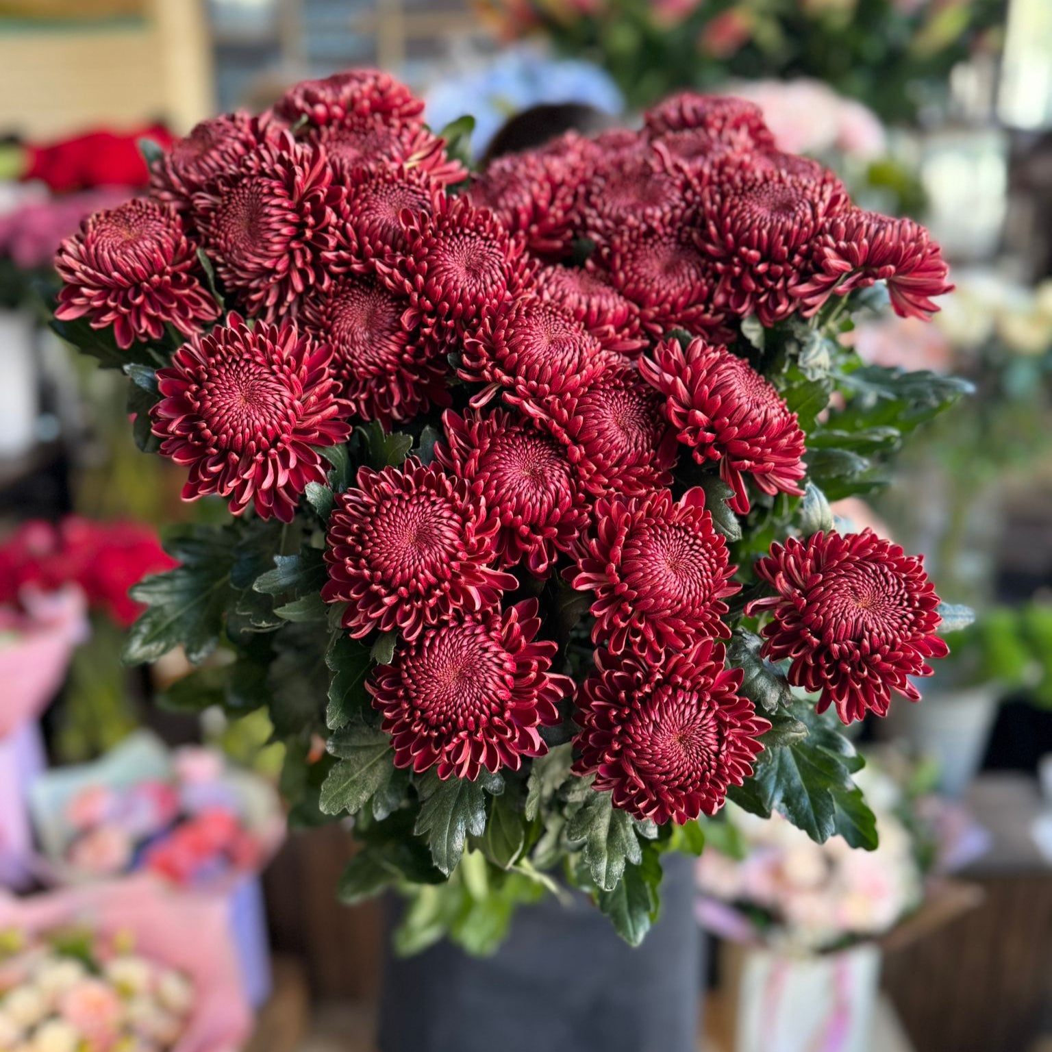 Red Bigoudi Chrysanthemum