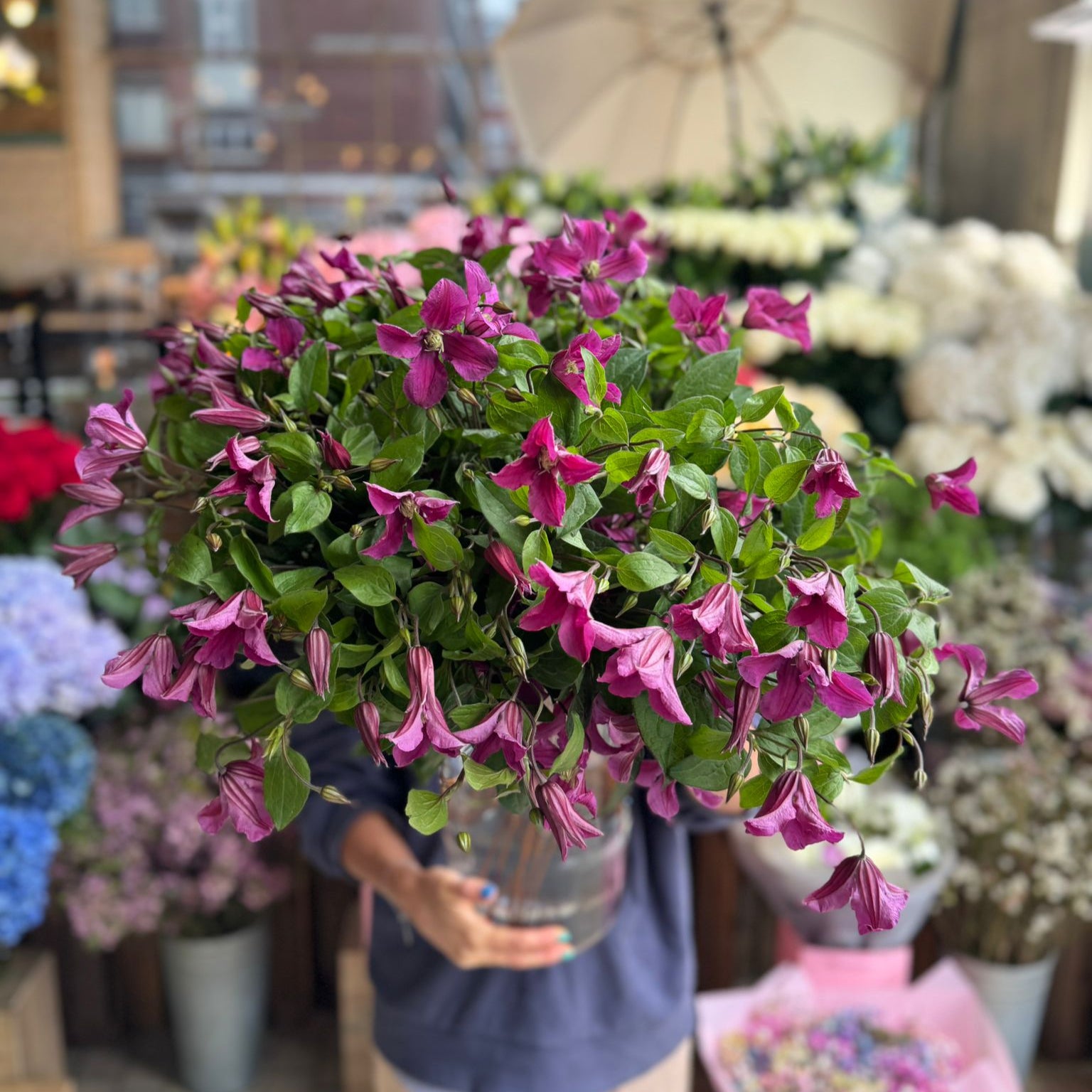 Pink Clematis