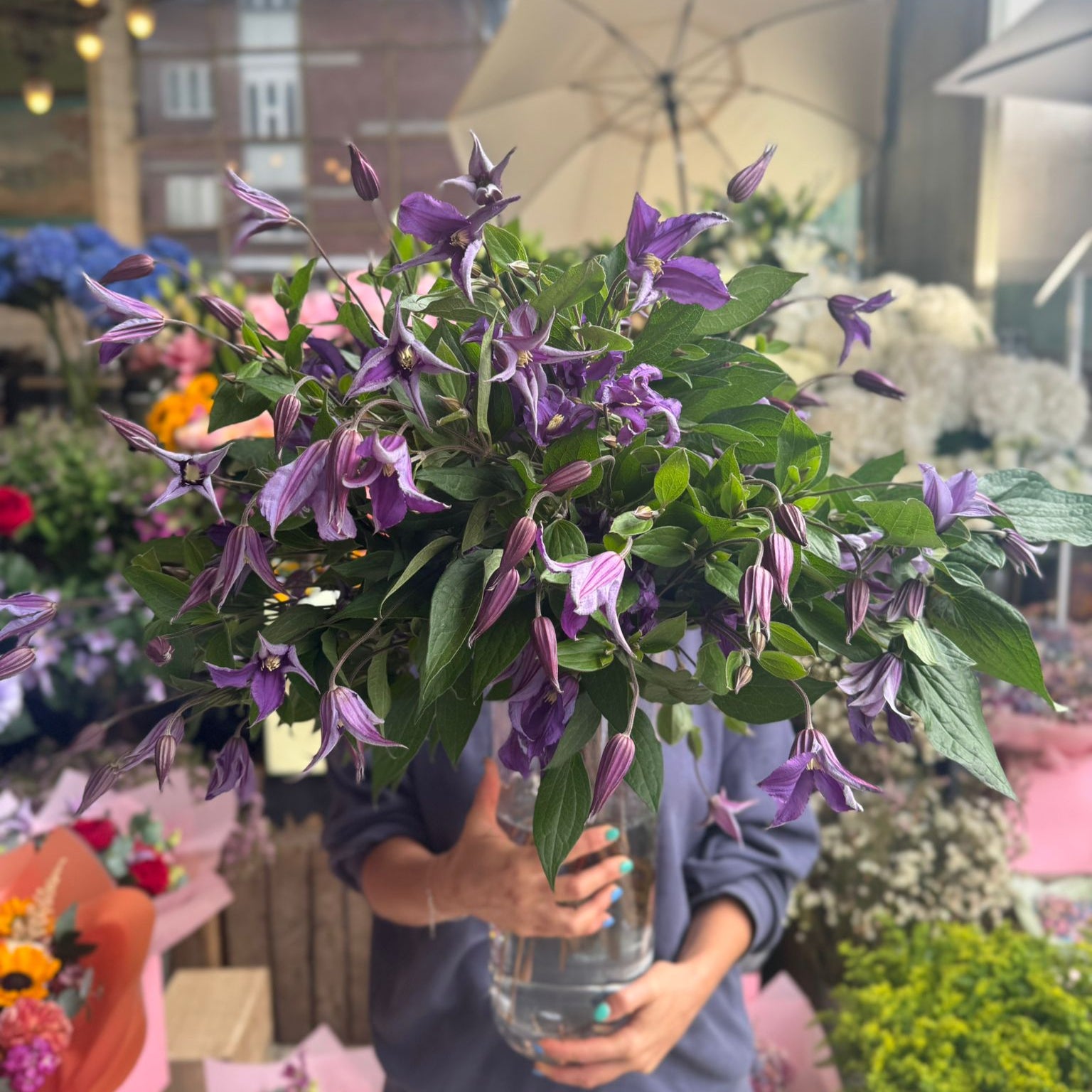 Purple Clematis