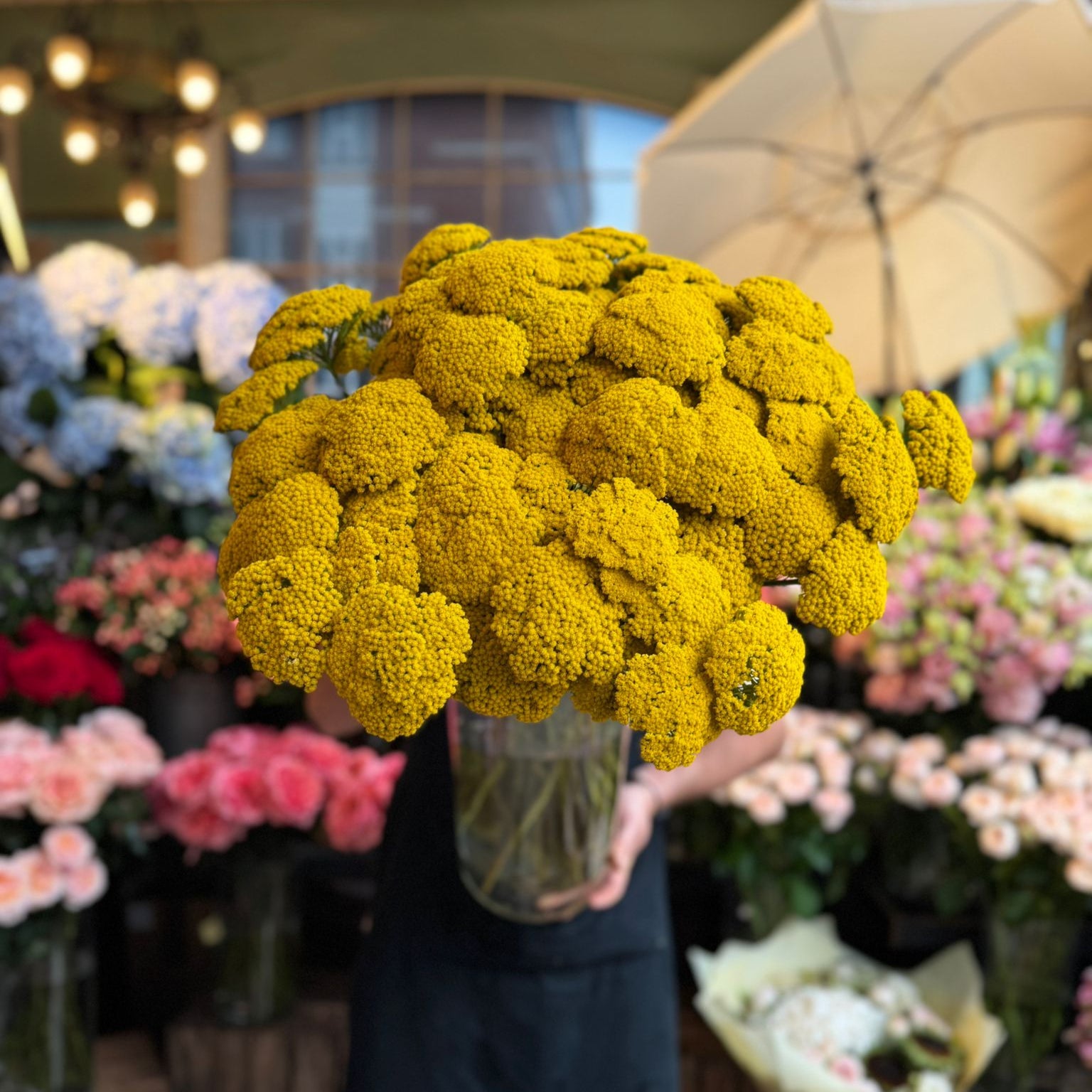 Achillea