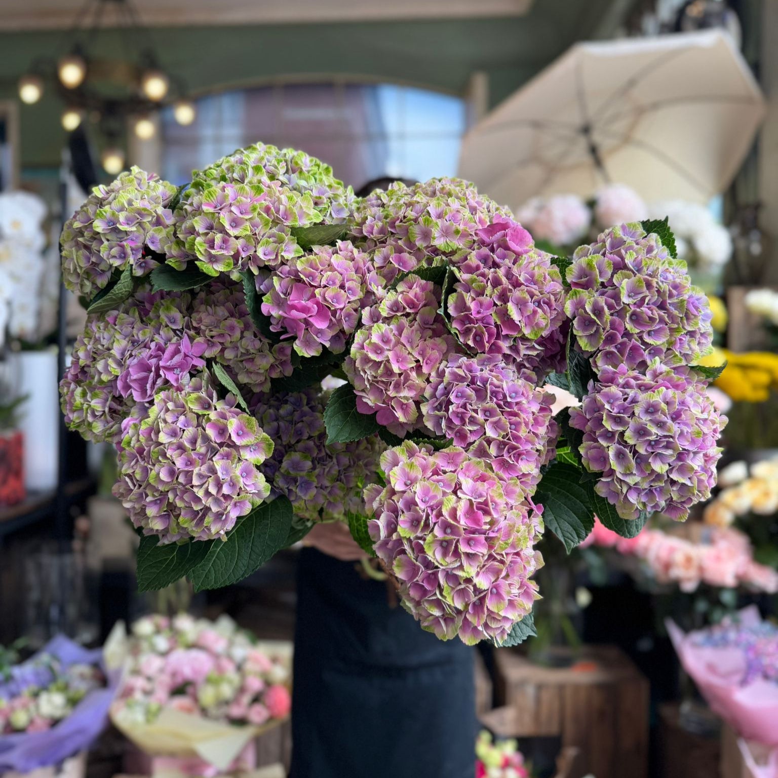 Blue Spray Hydrangea