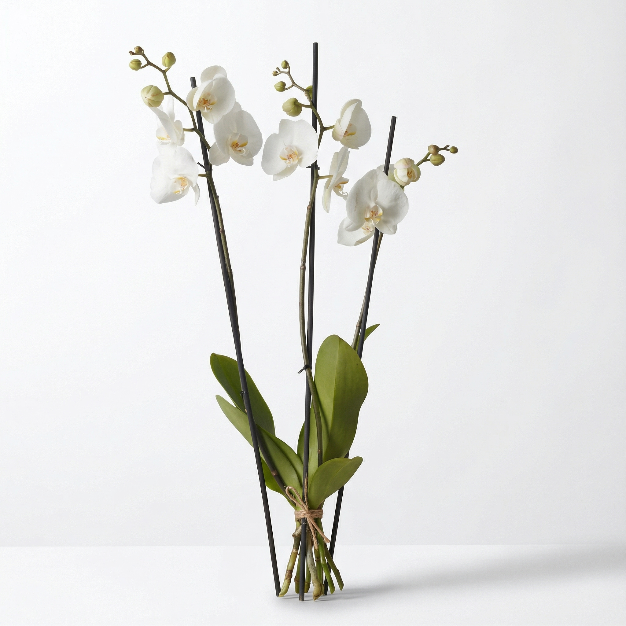 Orchid - Phaleanopsis