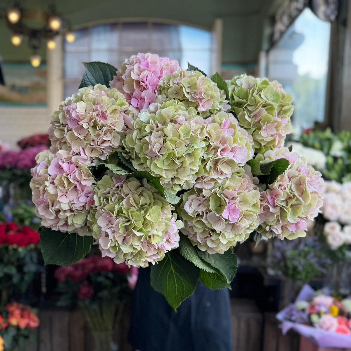 Pink/Green Hydrangea