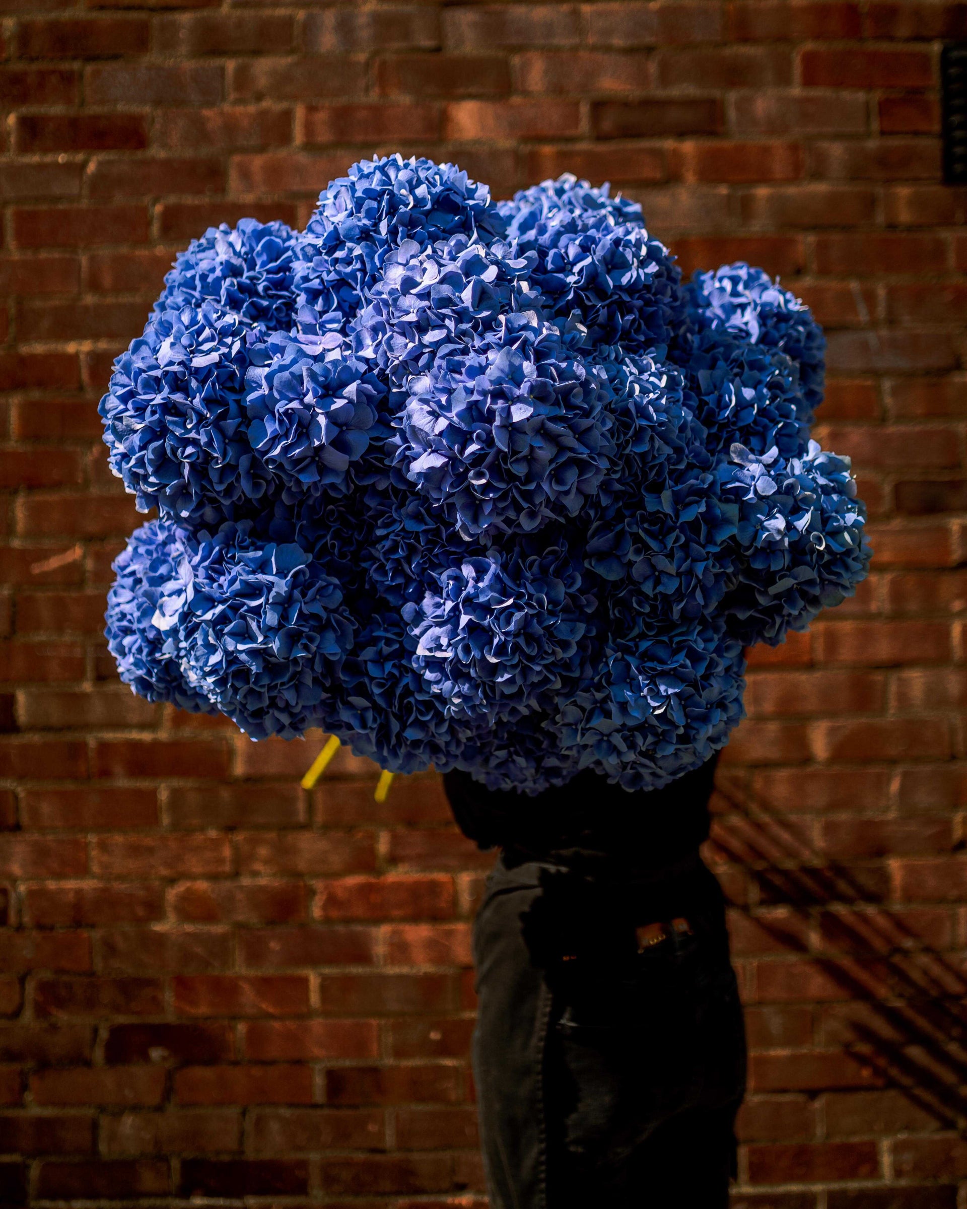 Pimpernel Blue Hydrangea - Petals at Bibendum