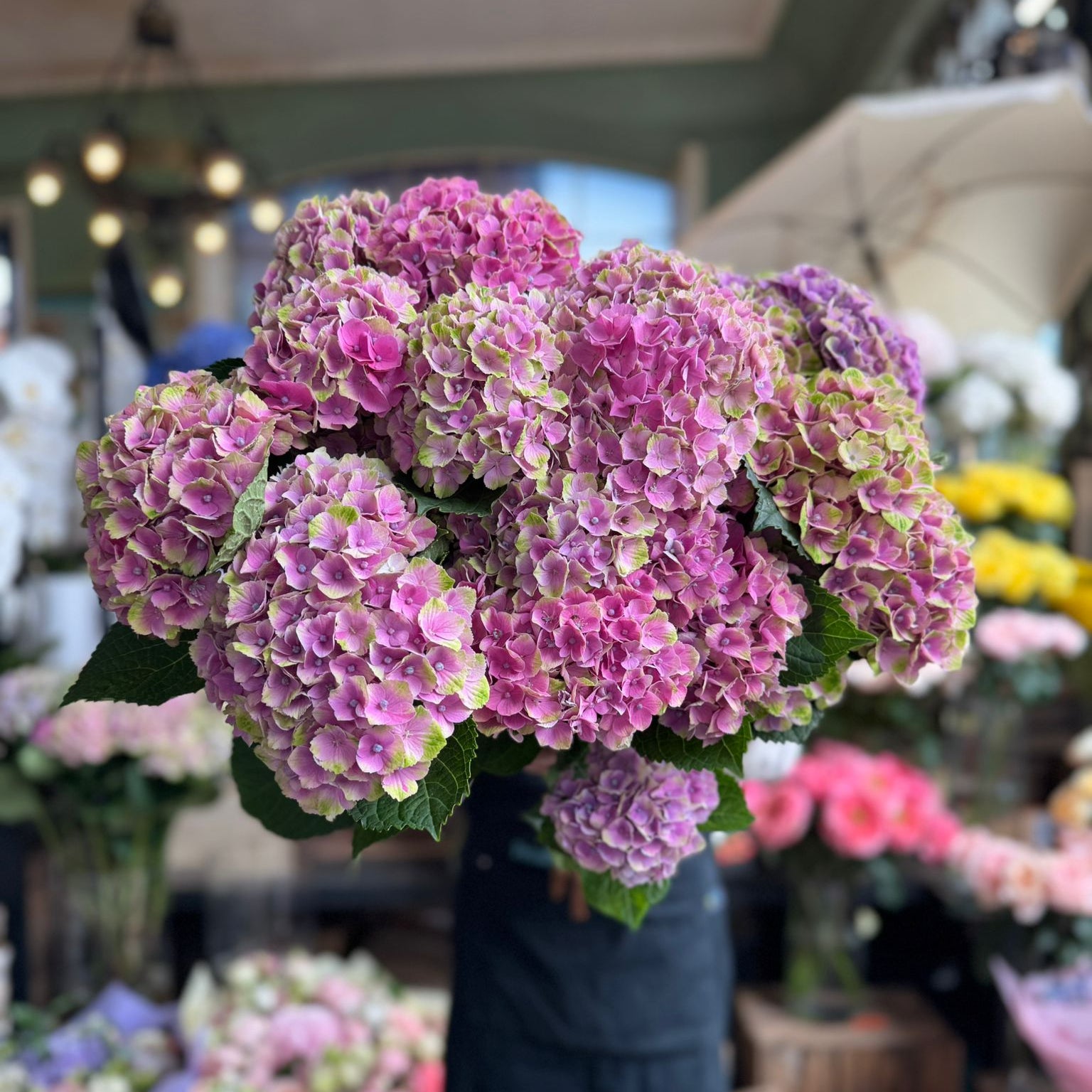 Pink Spray Hydrangea