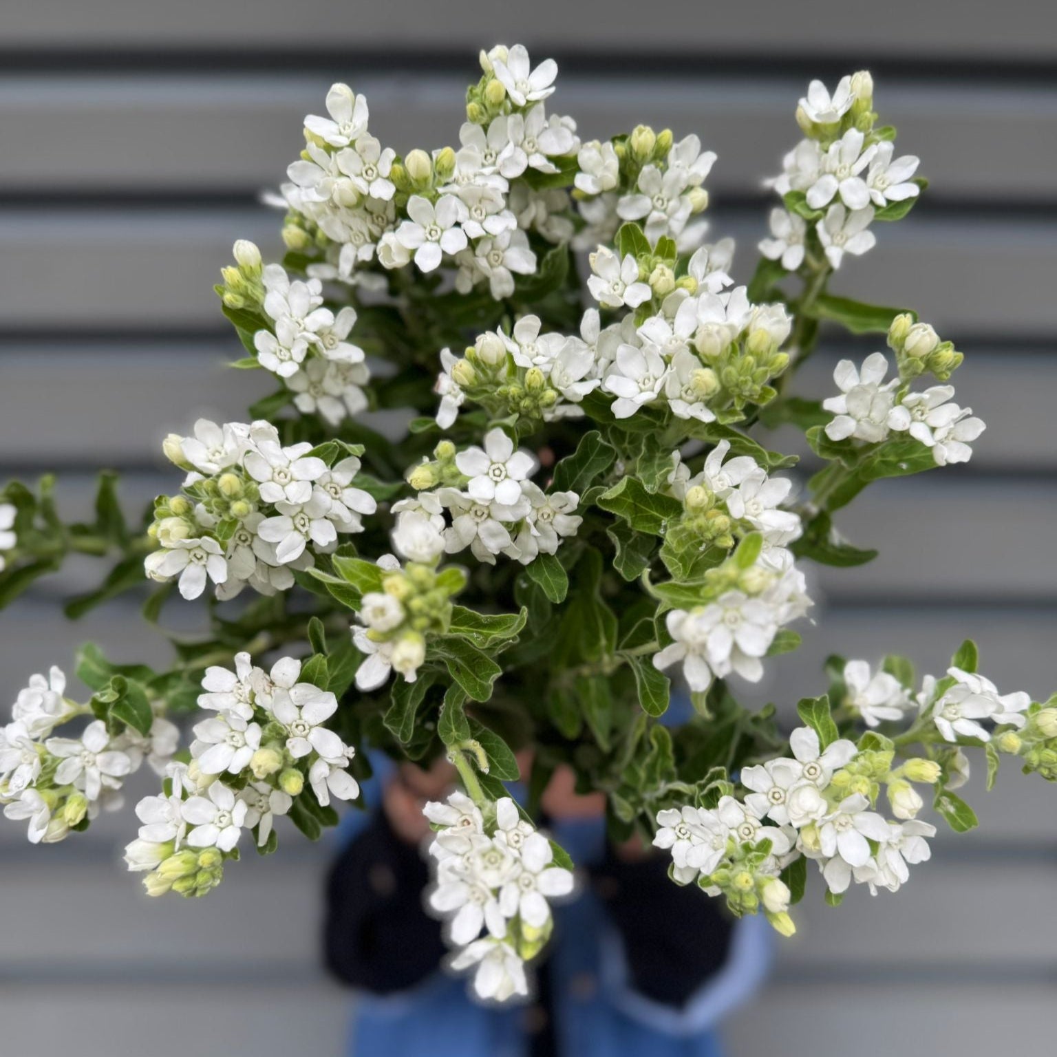 White Oxypetalum